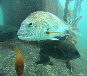 DCIM100GOPROGOPR5947.JPG