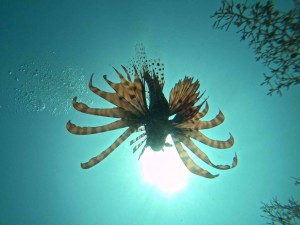 DCIM100GOPROGOPR5981.JPG