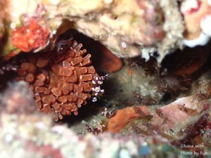 line_oa_chat_240616_175958