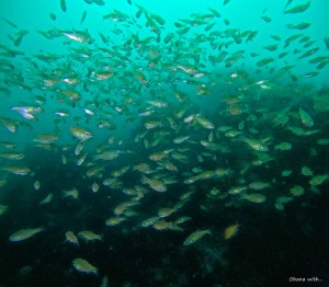 DCIM100GOPROGOPR1464.JPG
