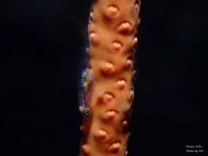 P7133275