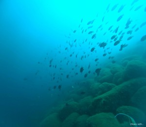 DCIM100GOPROGOPR3055.JPG