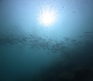 DCIM100GOPROGOPR1133.JPG