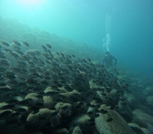 DCIM100GOPROGOPR0687.JPG