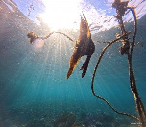 DCIM100GOPROGOPR1180.JPG