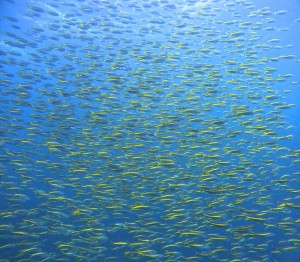 DCIM100GOPROGOPR1435.JPG