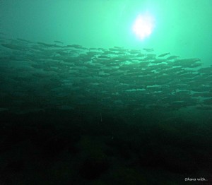 DCIM100GOPROGOPR6145.JPG