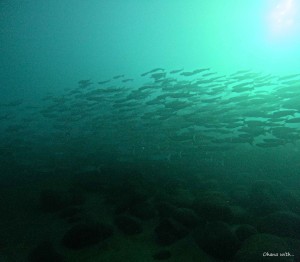 DCIM100GOPROGOPR6147.JPG