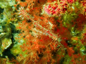 PC122272