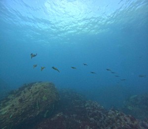 DCIM100GOPROGOPR6901.JPG