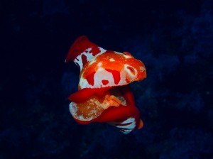 line_oa_chat_250119_174943