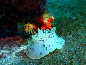 line_oa_chat_250129_171752