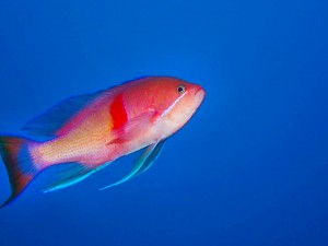 line_oa_chat_250129_171757