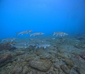 DCIM100GOPROGOPR3937.JPG