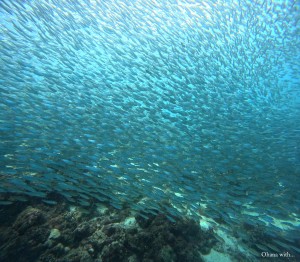 DCIM100GOPROGOPR6639.JPG