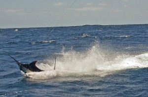 S__63422506