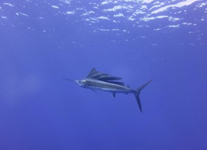 S__63422507