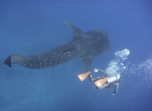S__63422513