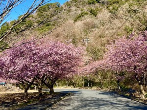line_oa_chat_250224_182231