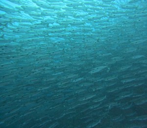 DCIM100GOPROGOPR3823.JPG