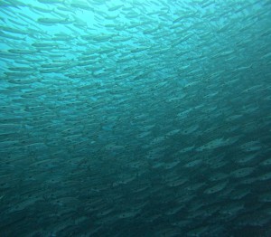 DCIM100GOPROGOPR3825.JPG