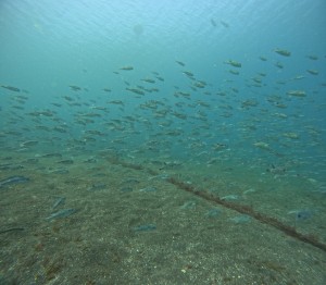 DCIM100GOPROGOPR3969.JPG