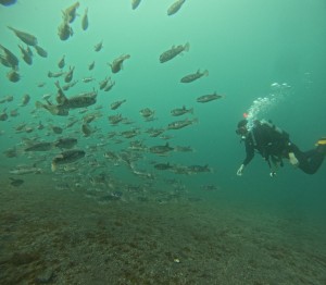DCIM100GOPROGOPR4325.JPG