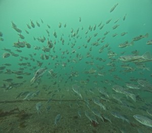 DCIM100GOPROGOPR4327.JPG