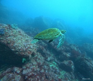 DCIM100GOPROGOPR4403.JPG