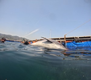 DCIM100GOPROGOPR8161.JPG