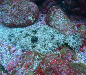 DCIM100GOPROGOPR8172.JPG