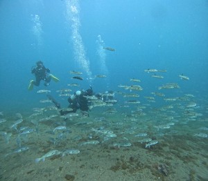 DCIM100GOPROGOPR8201.JPG