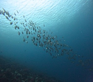 DCIM100GOPROGOPR8239.JPG