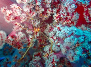P3242485