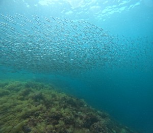 DCIM100GOPROGOPR4792.JPG