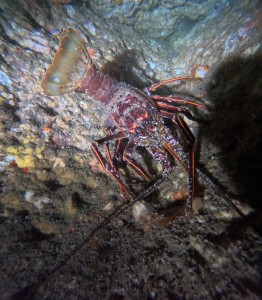DCIM100GOPROGOPR8387.JPG