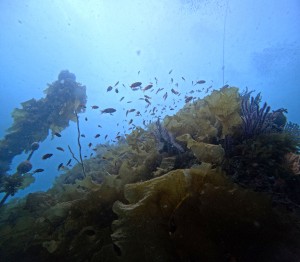 DCIM100GOPROGOPR8529.JPG
