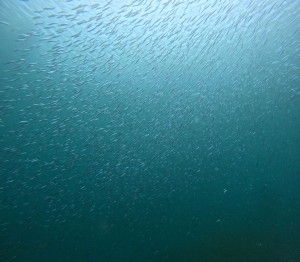 DCIM100GOPROGOPR8714.JPG