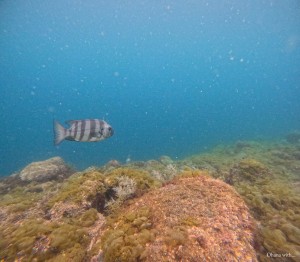 DCIM100GOPROGOPR8836.JPG