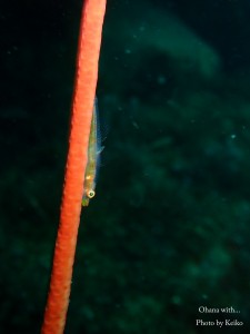 P4190049