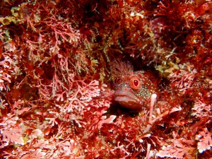 P4205425