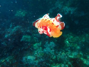 P4260108