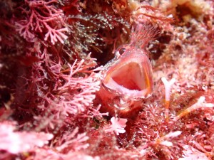 P4260508