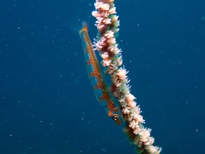 P4270555