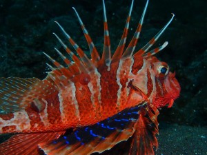 P4270563