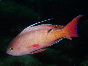 P4270630