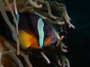 P4270633