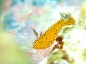 DSCF8882