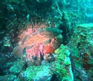 DCIM100GOPROGOPR4754.JPG