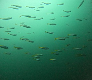 DCIM100GOPROGOPR4791.JPG